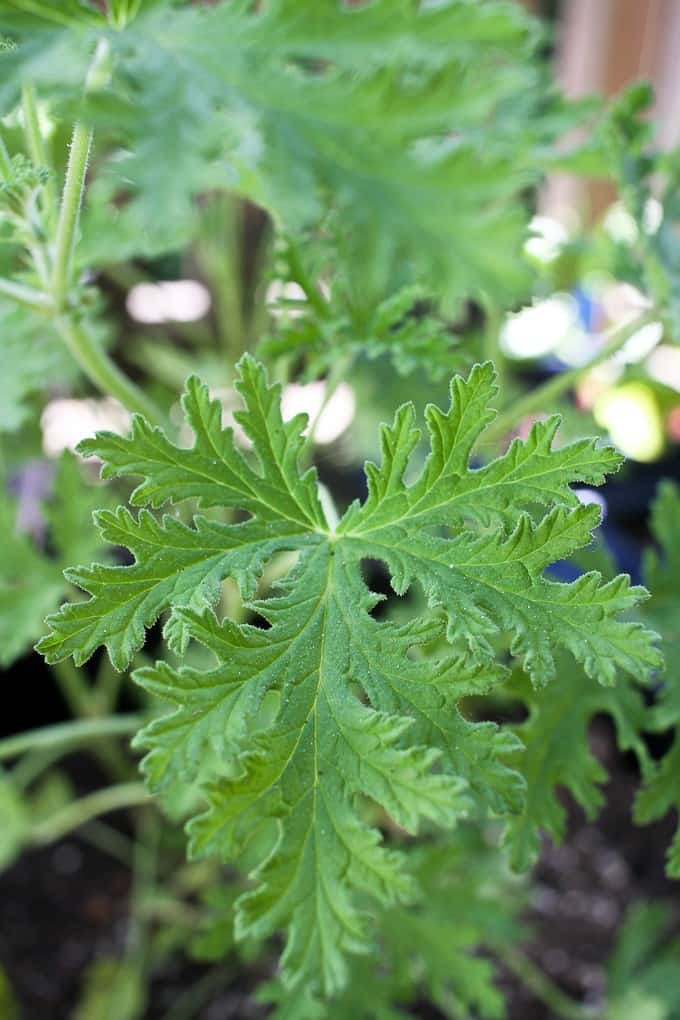 citronella plant (citronella geranium, mosquito plant)