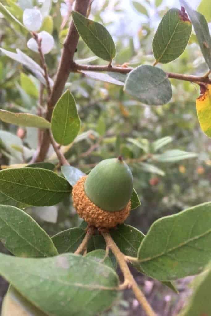 acorns while backpacking in yosemite.