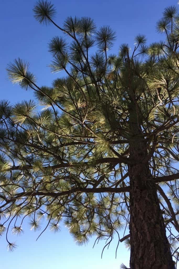 Pine Tree in Yosemite