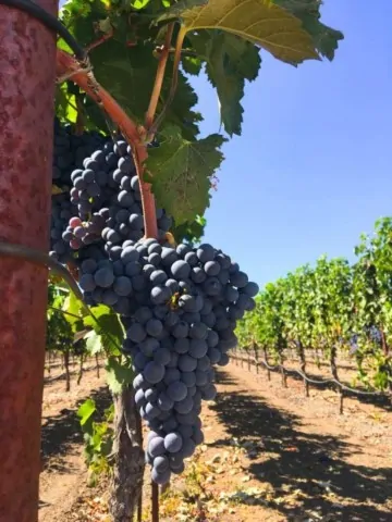 Grapes - Free Wine Tasting in Sonoma at Alexander Valley Vineyards