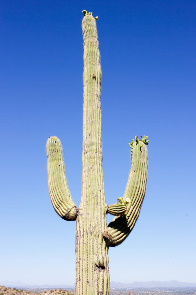Saguaro Cactus in bloom