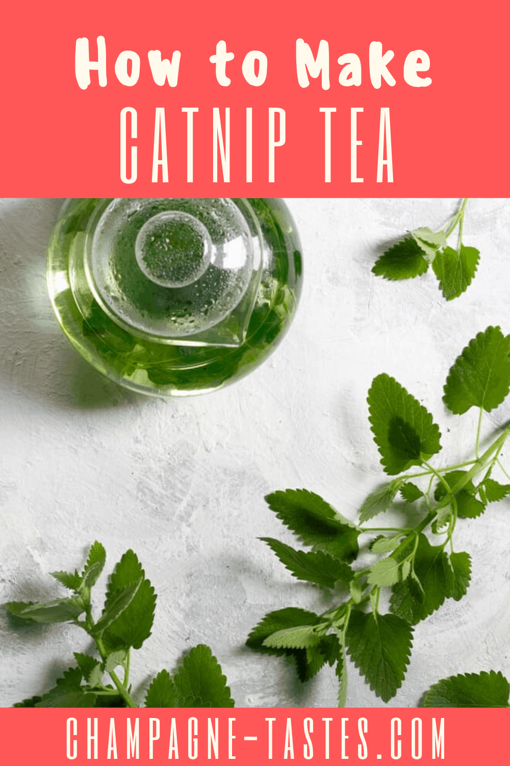 Catnip Tea An Easy Herbal Tea from the Garden Champagne Tastes®