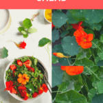 This nasturtium salad uses both nasturtium leaves and flowers, along with arugula, strawberries, and a quick vinaigrette. Make it for a quick and easy summer salad!