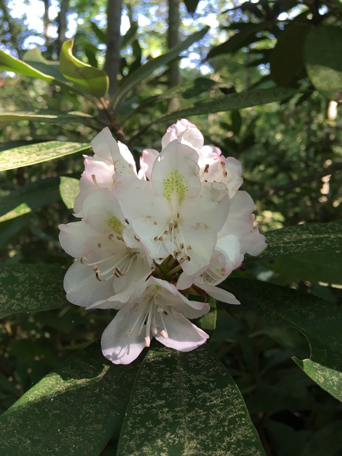 rhododendron.