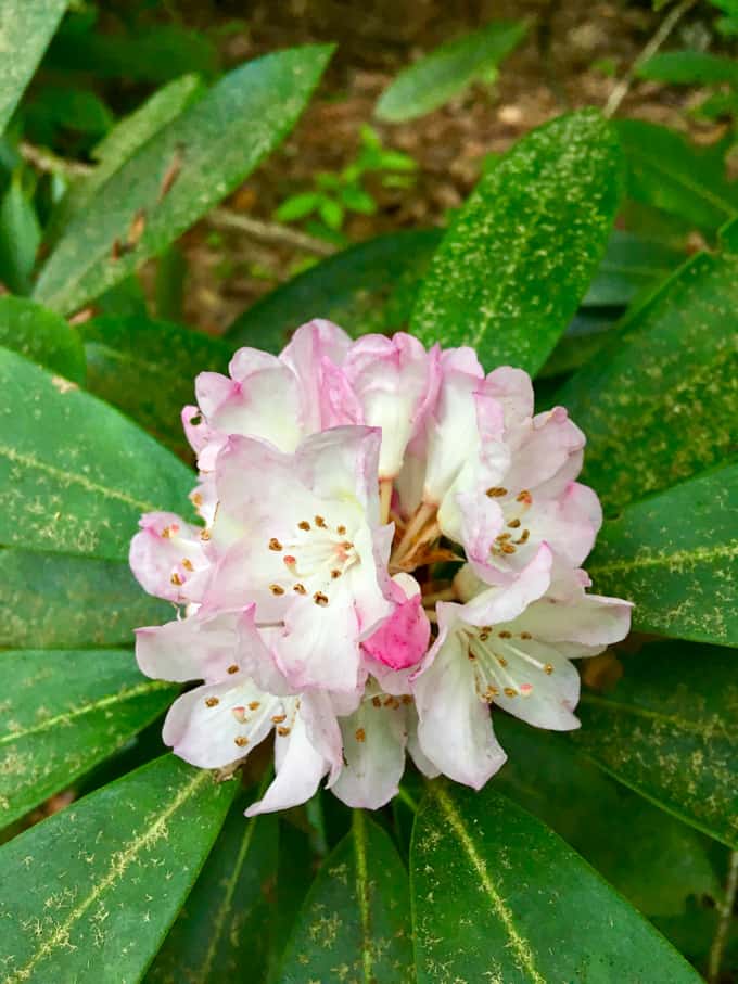 Rhododendron in New River Gorge