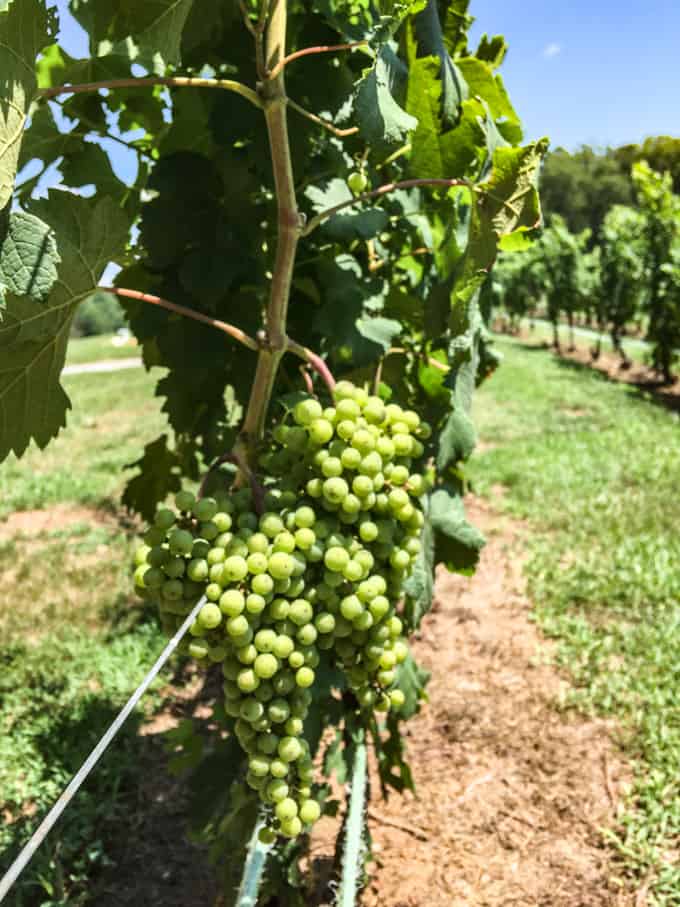 grapes at the lake anna winery + vineyard