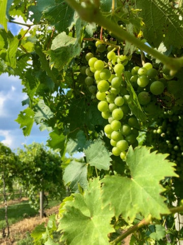 grapes at talon vineyards