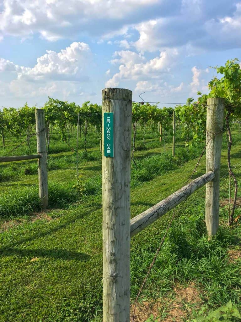 the grape markers at talon vineyards