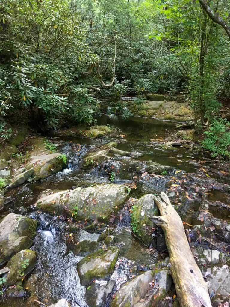 Abrams Creek along the trail