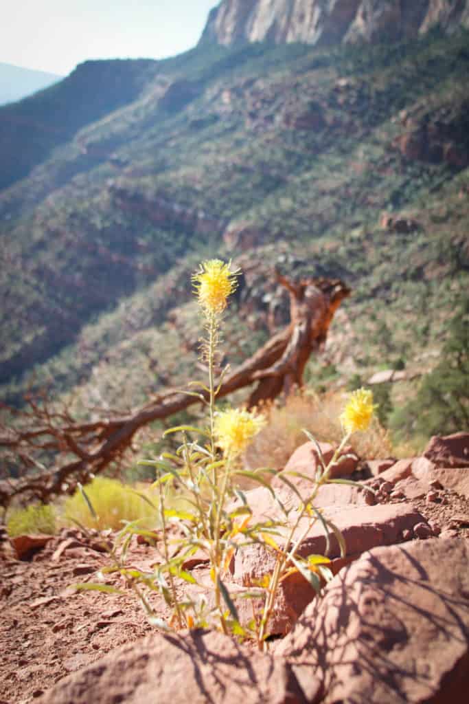 Flowers in the Grand Canyon