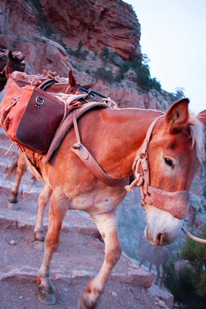Mules on the South Kaibab Trail
