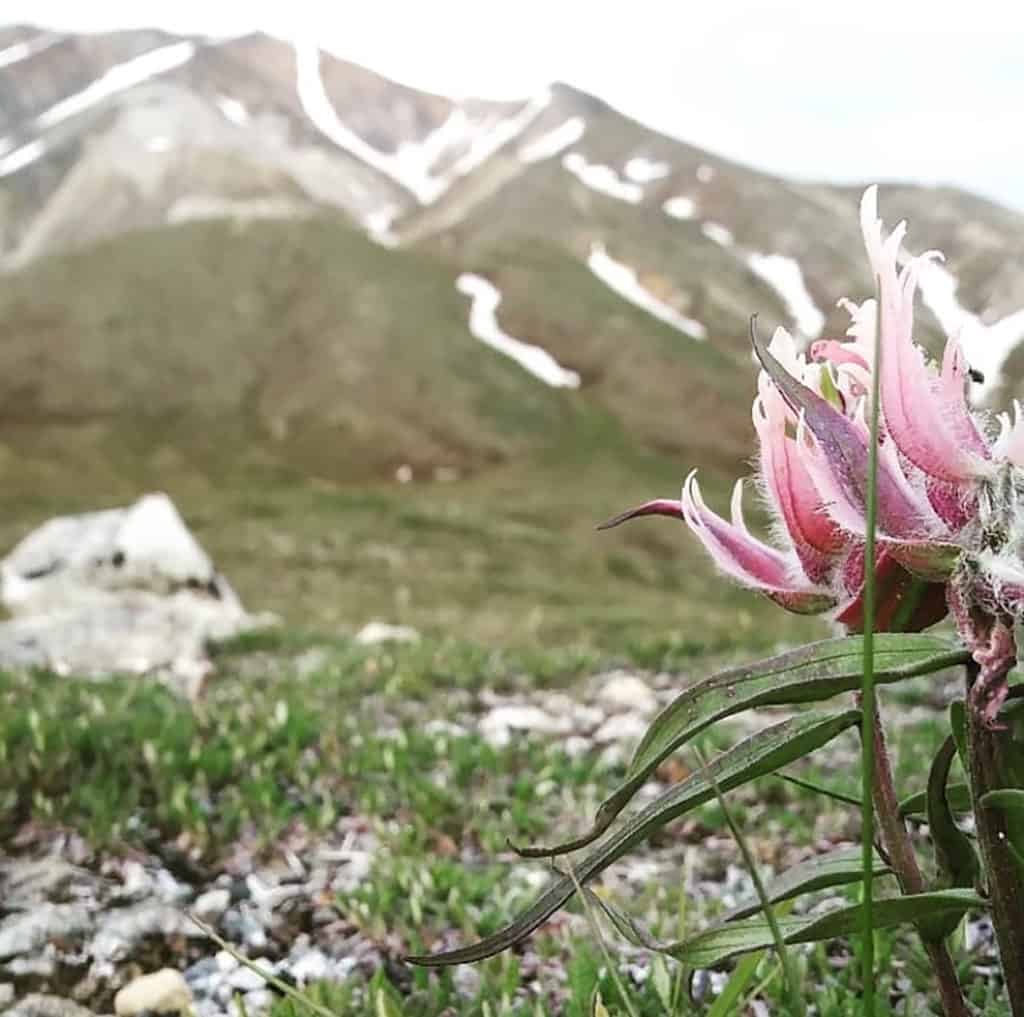 wildflower with mountains in the background