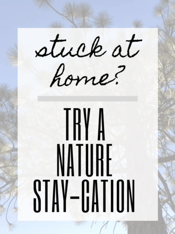 Want to enjoy nature, but you're stuck at home? Here are some of our favorite nature staycation ideas to enjoy the great outdoors from home.