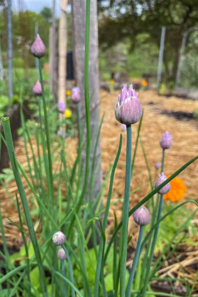 Chive Blossoms in the Garden