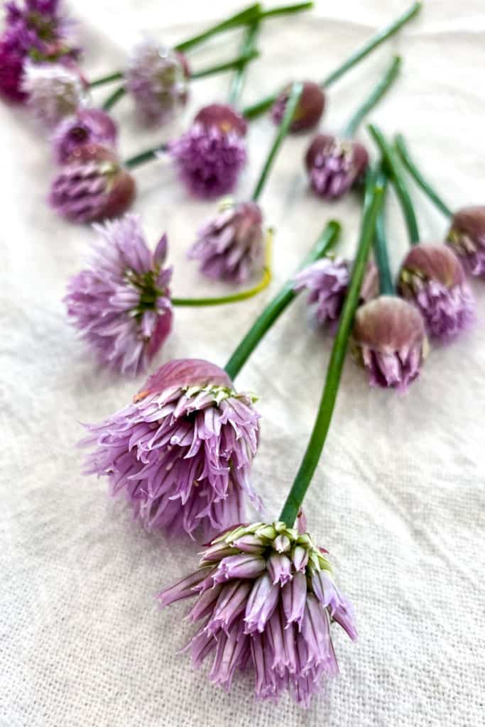Chive Blossoms