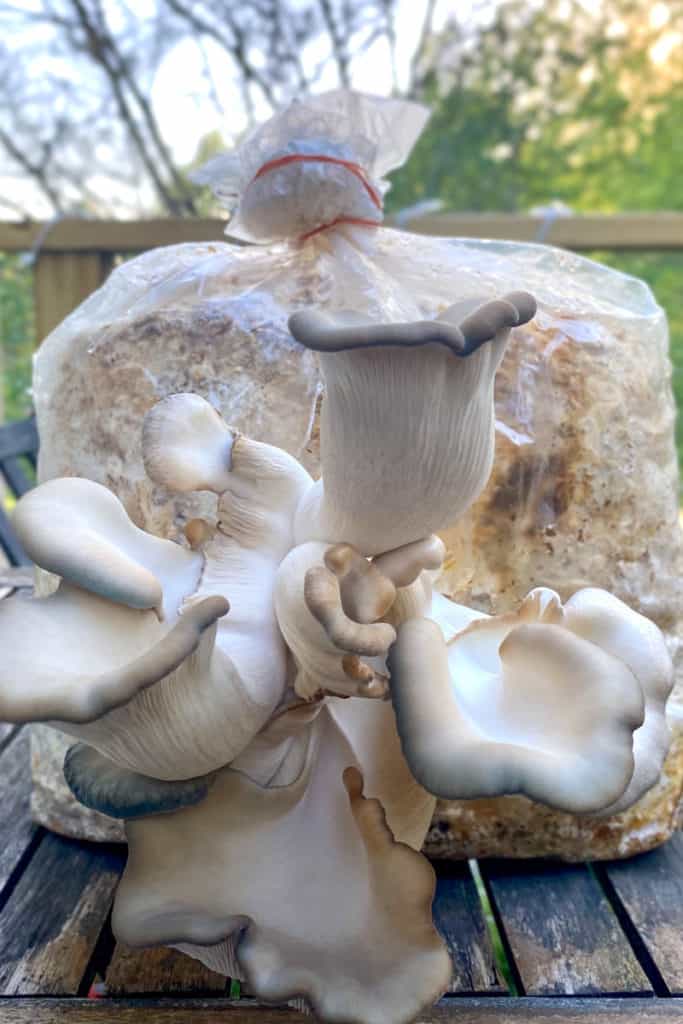 Smallhold Blue Oyster Mushrooms
