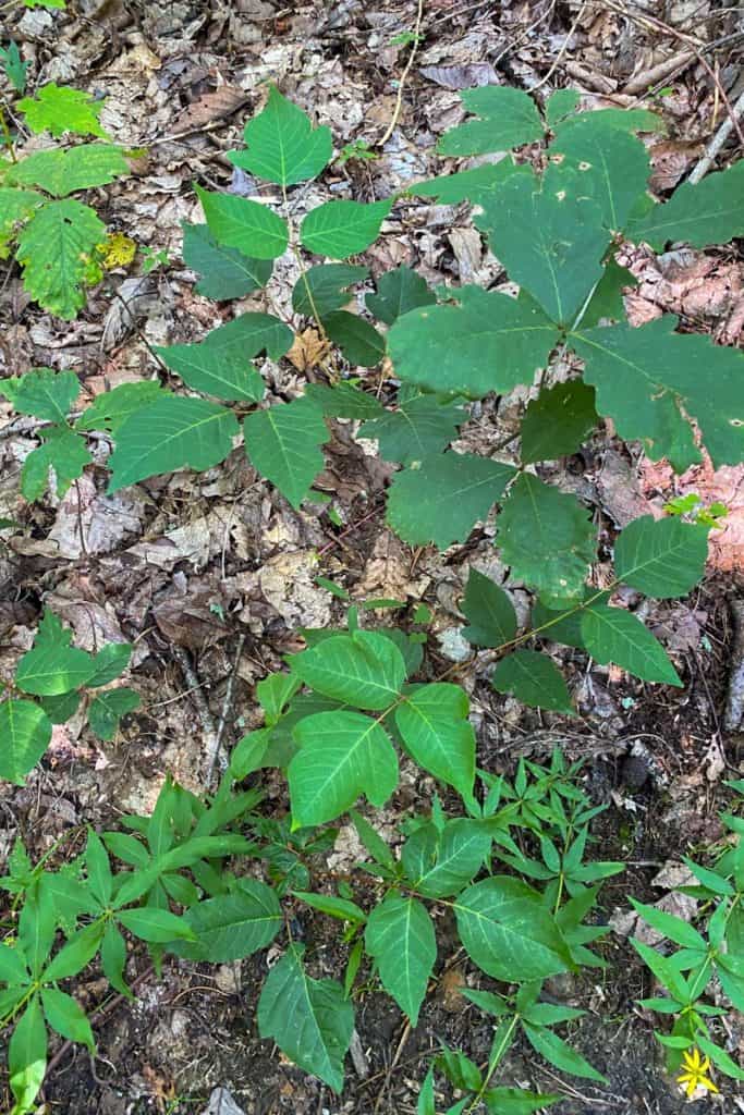 Poison Ivy Along the Trail