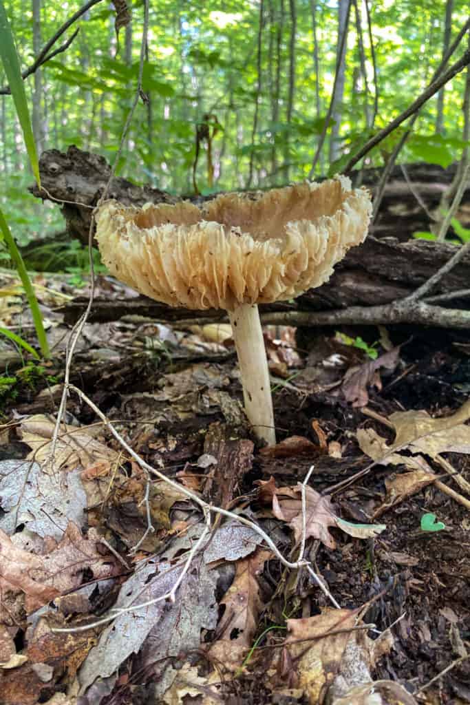 Wild Mushroom (Platterful Mushroom, Megacollybia Rodmanii)
