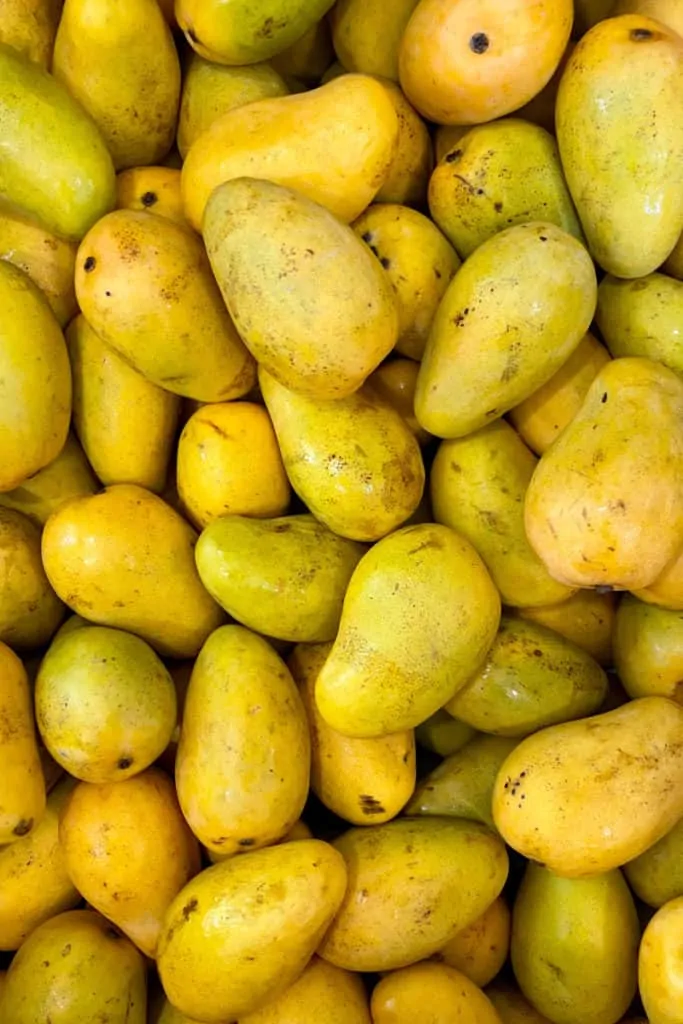 Ataúlfo mangoes ( young, baby, yellow, honey, Adaulfo, Adolfo, or Champagne mango)