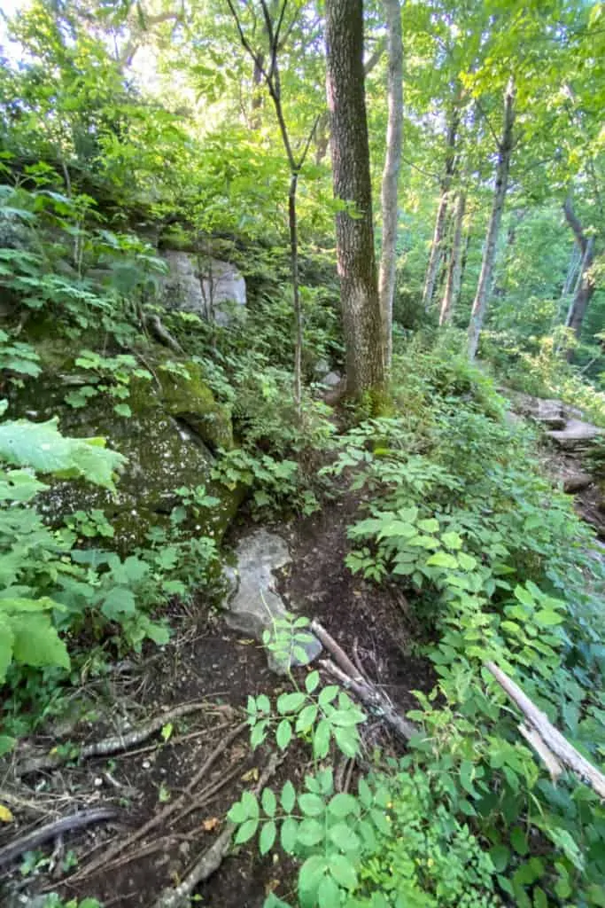 Primitive Green Trail