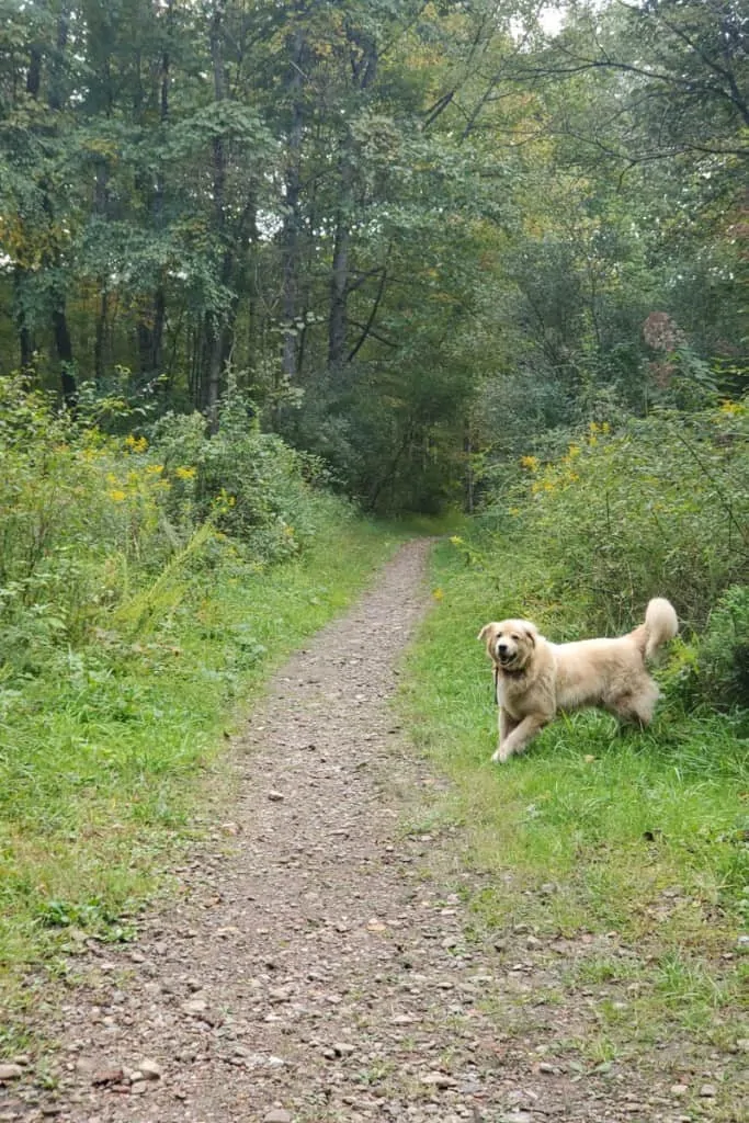 Dogs on the Trail