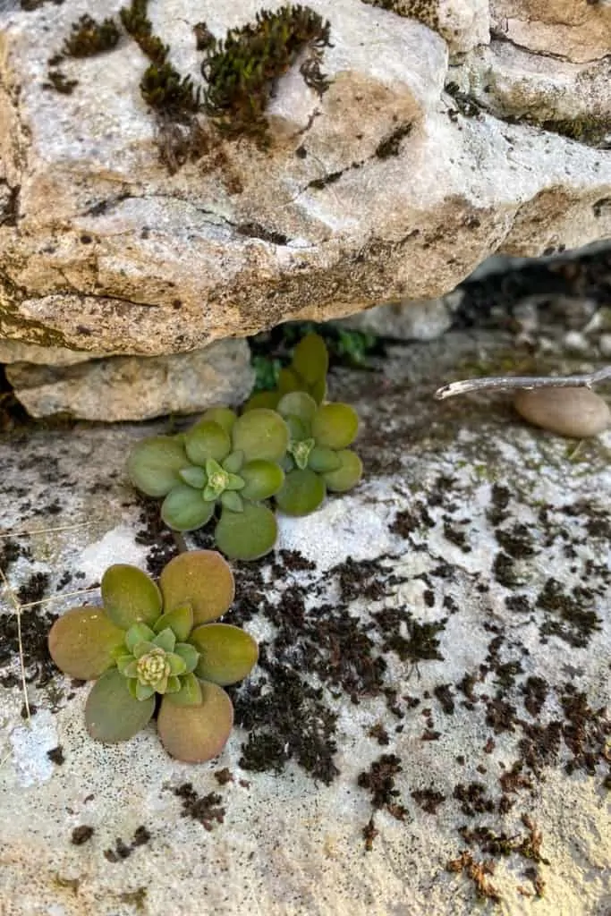 Succulents on the Rock