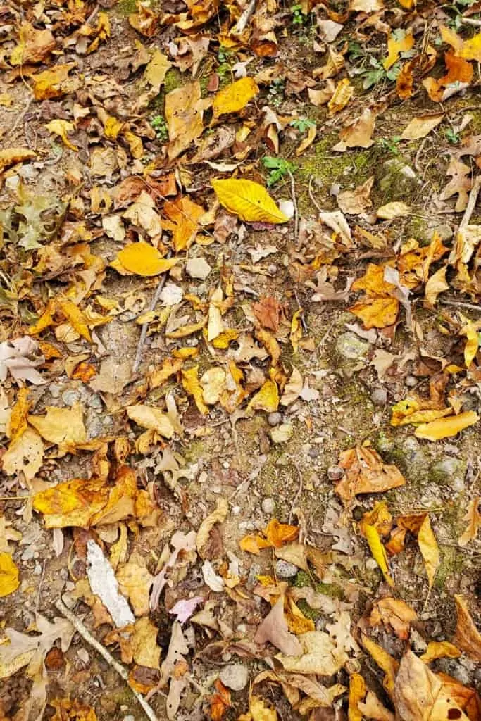Leaves in Pinnacle Rock State Park
