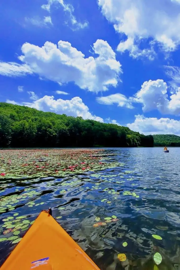 Lake and forest viewed from kayak.
