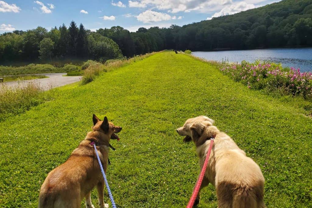 Dogs on leashes walking on path next to lake