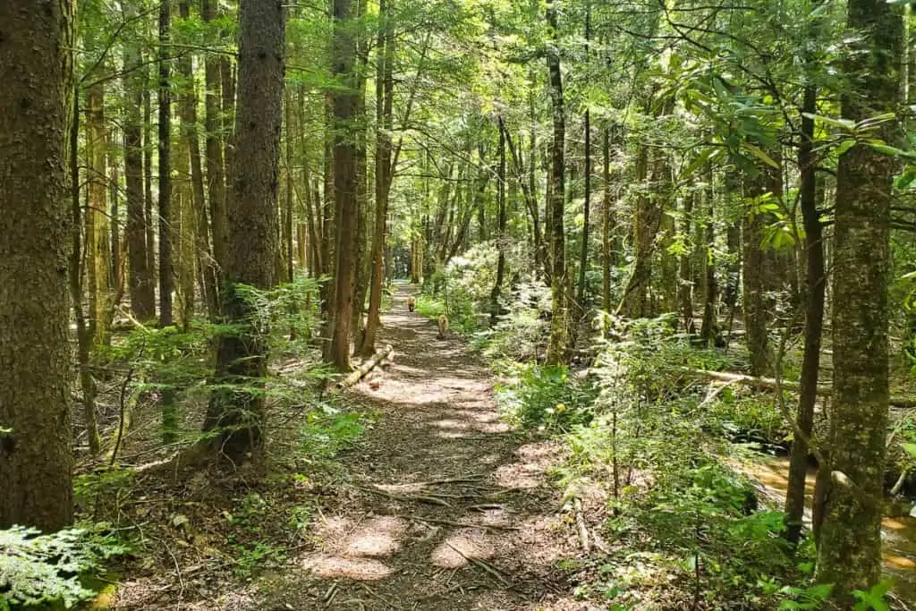 Trail through forest.
