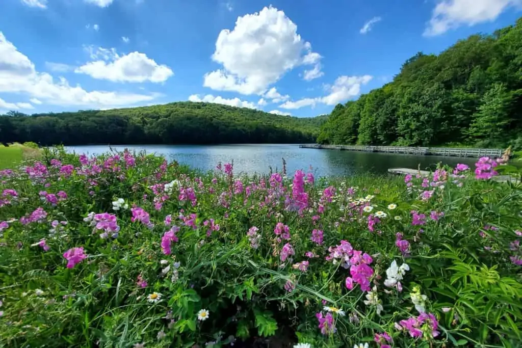 Wildflower, lake and hill landscape.