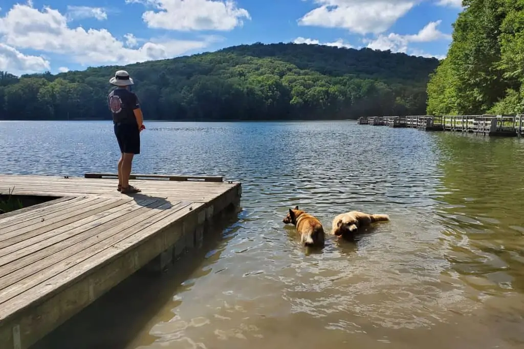 Man and dogs at edge of lake.