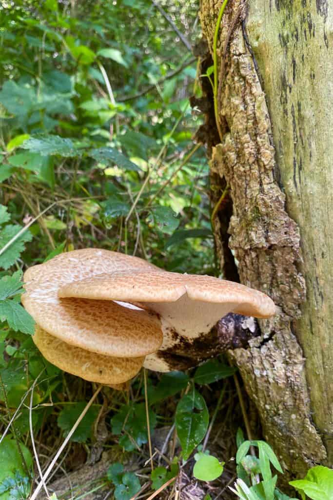 Mushrooms on the Trees