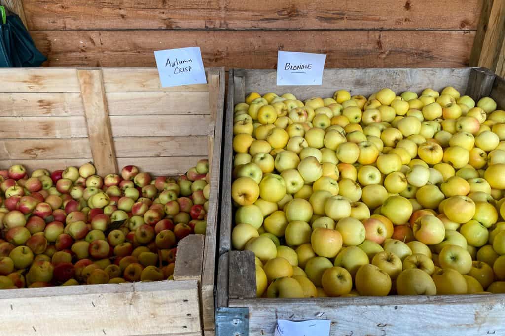 Orchard Apples for Sale.