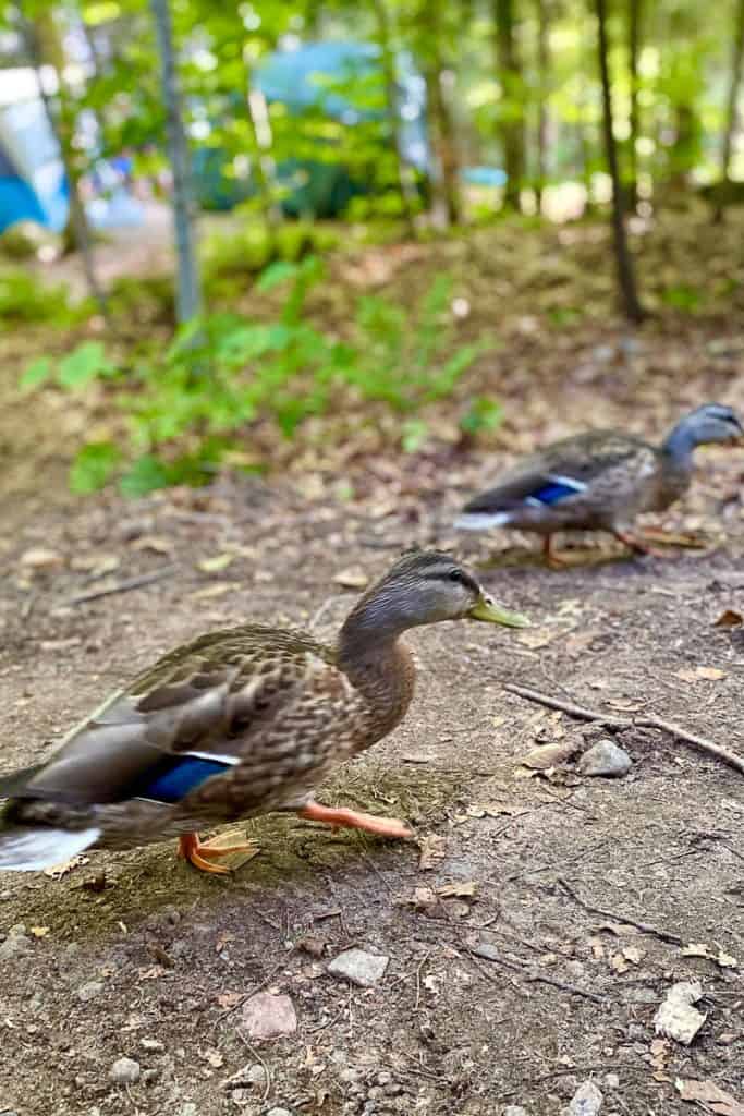 Ducks in the Campground at Cranberry Lake