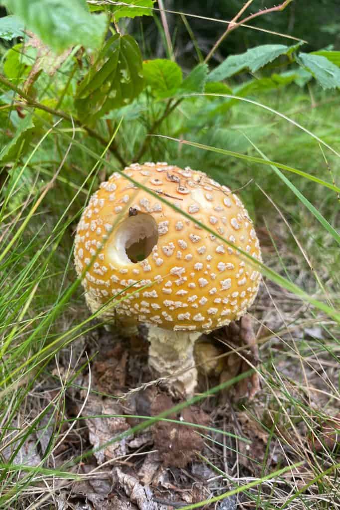 Mushroom Along the Trail on Schoodic Peninsula