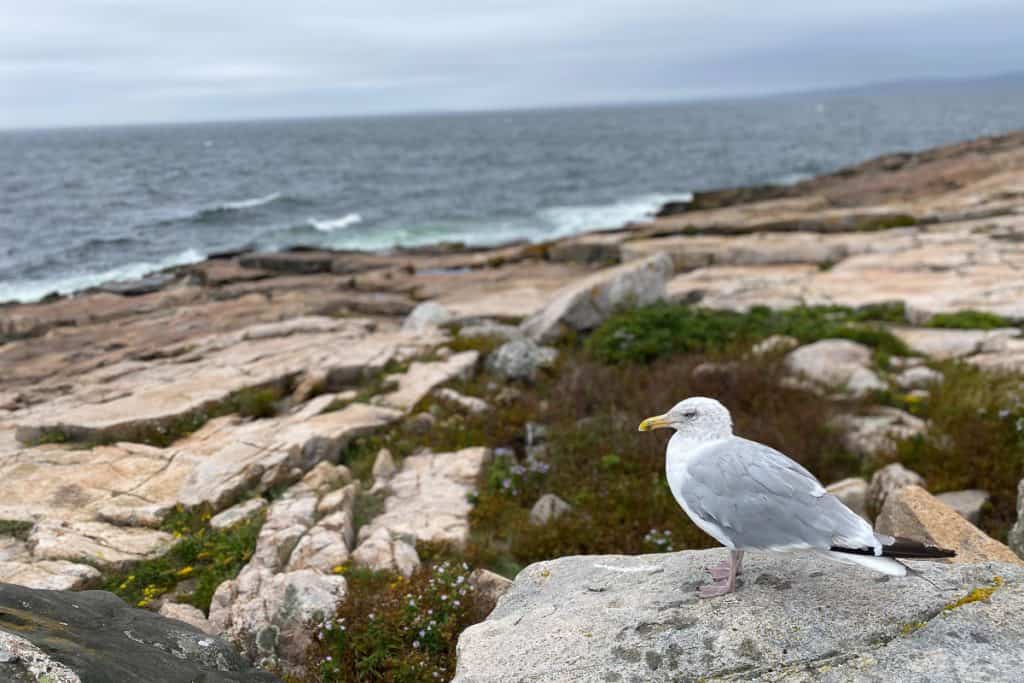 Seagull at Schoodic Point.