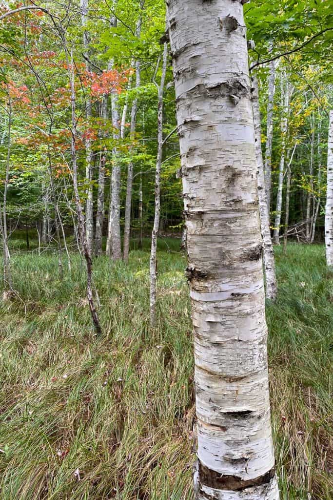 Birch Tree.