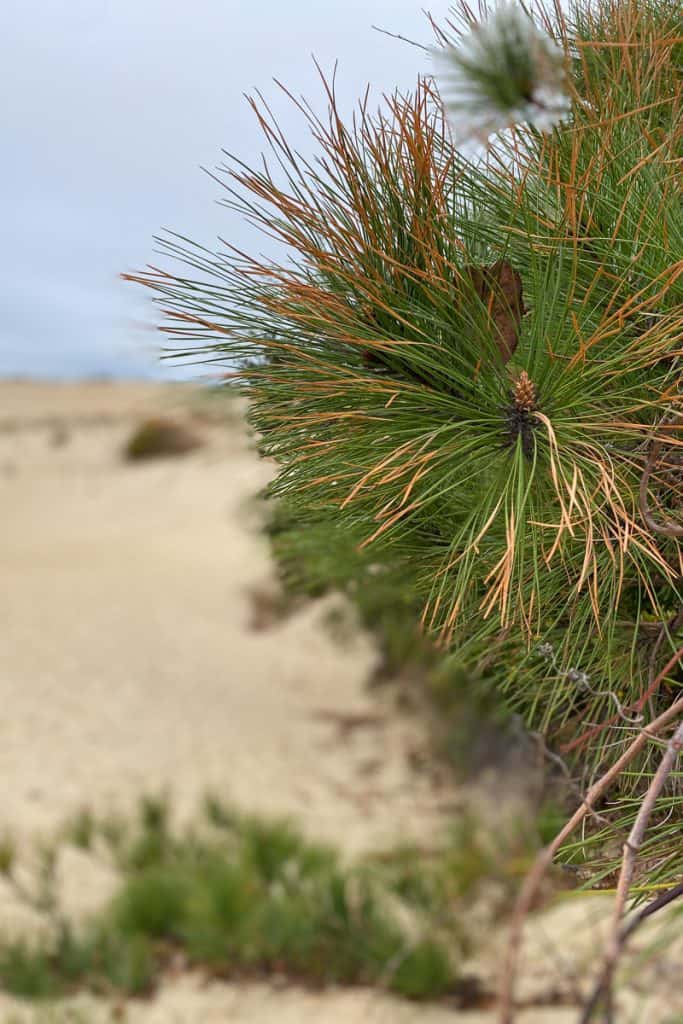 Pine Trees in the Sand Dunes.