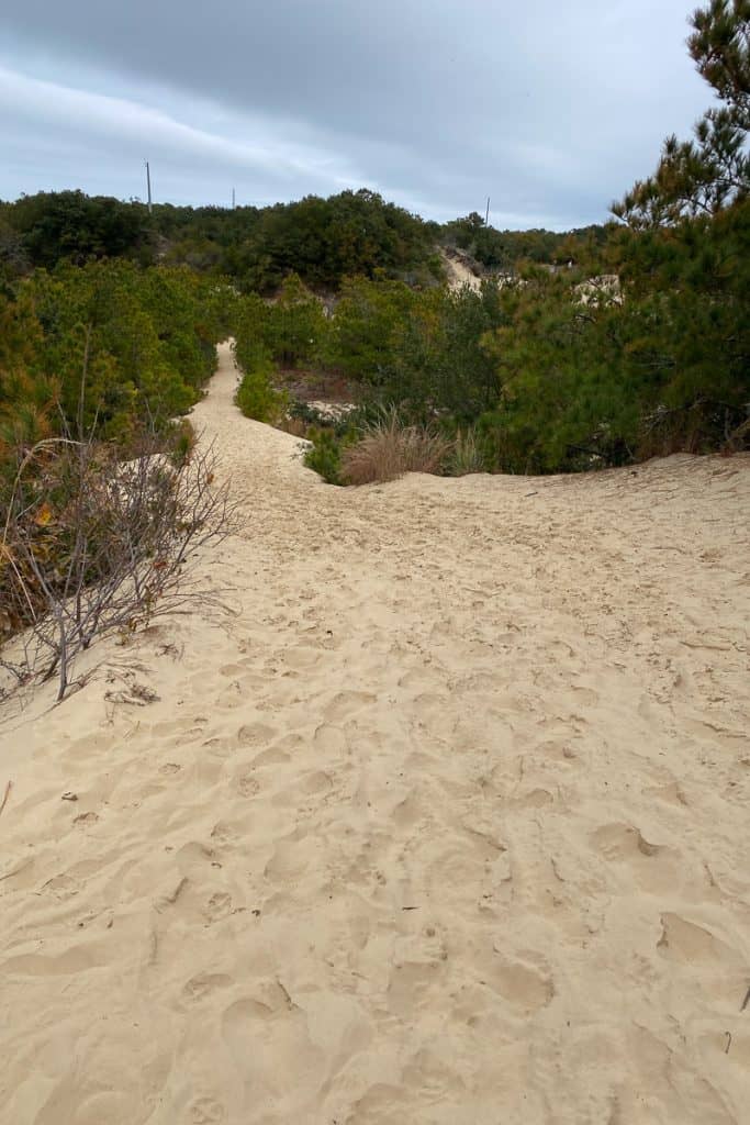 Tracks in the Sand Trail at Jockeys Ridge