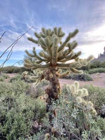 cactus at lost dutchman state park