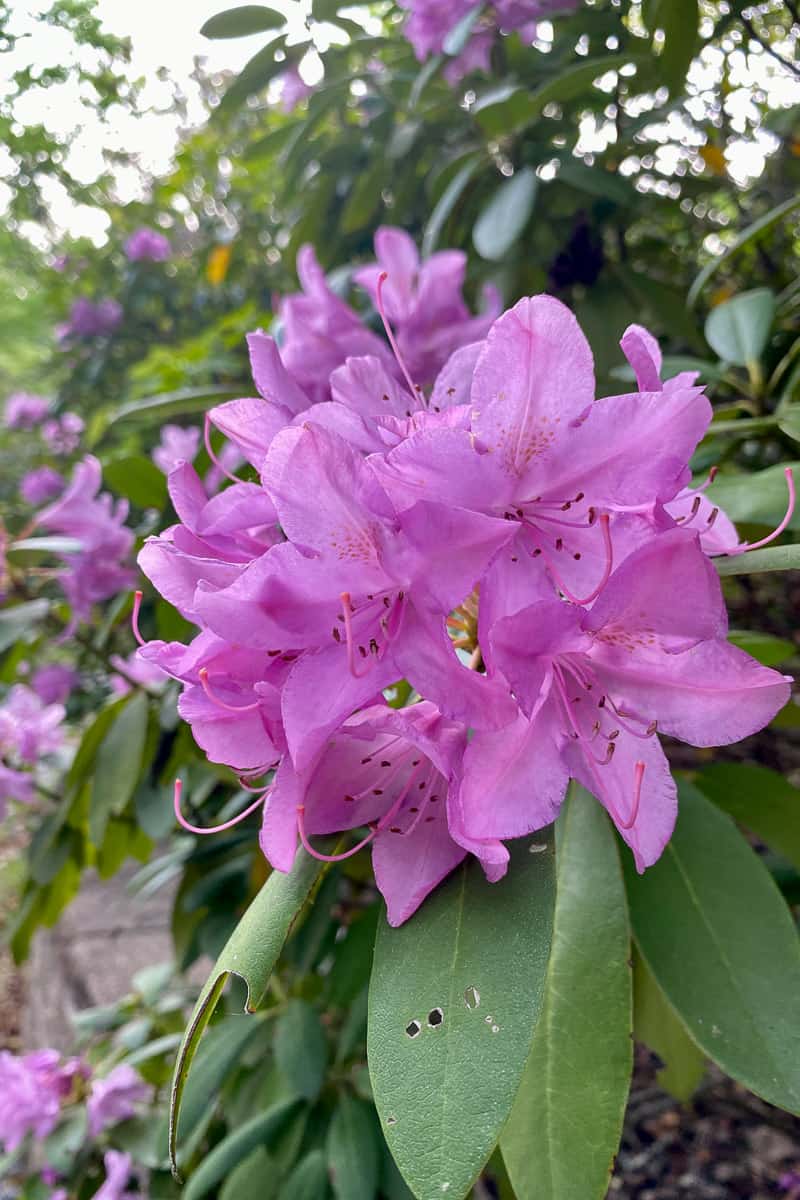 Rhododendron flower in the North Carolina Smokies.