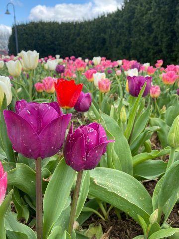 display of tulips at uk arboretum.