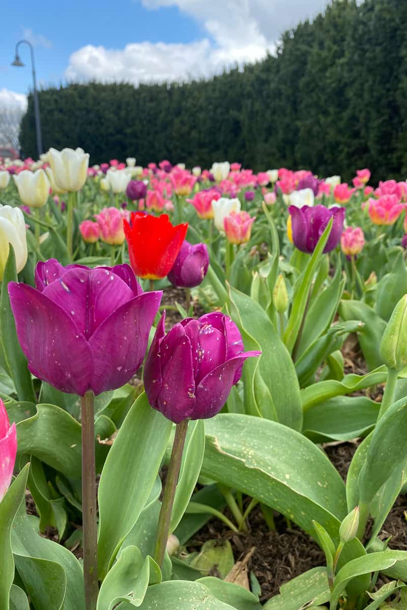 display of tulips at university of kentucky arboretum.