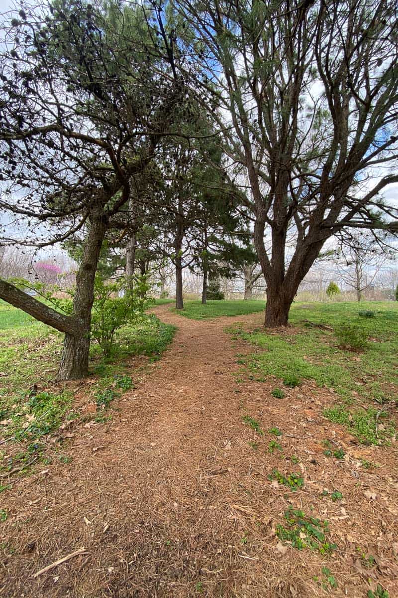 path with trees.