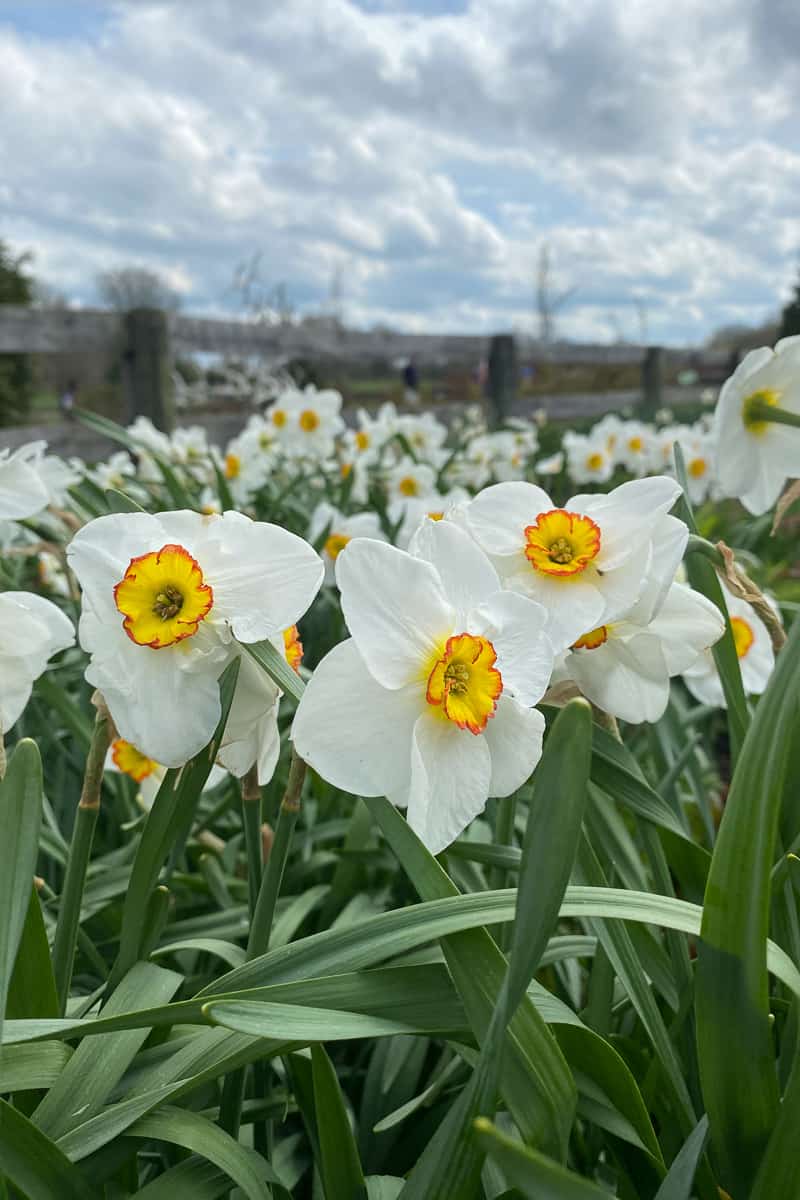 field of daffodils at university of kentucky arboretum.