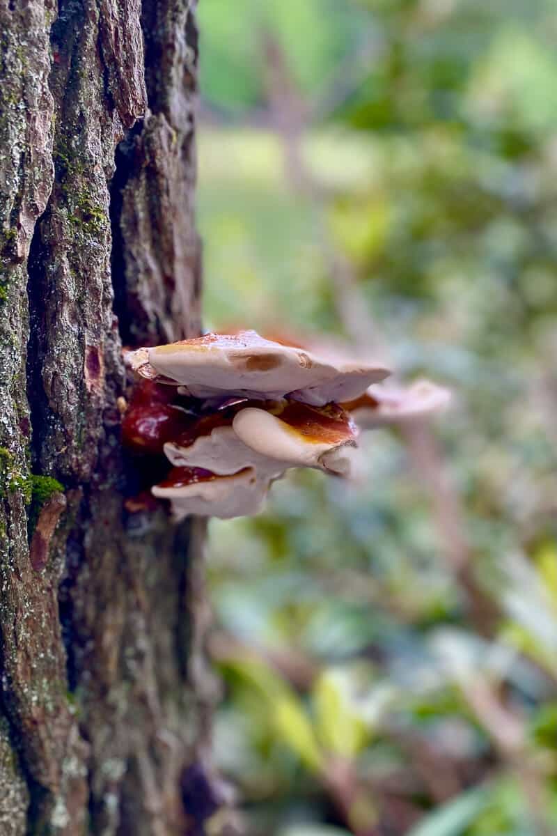 Mushrooms on the Lake Shore Trail.