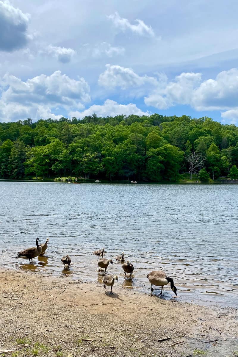 Geese at Little Beaver State Park.