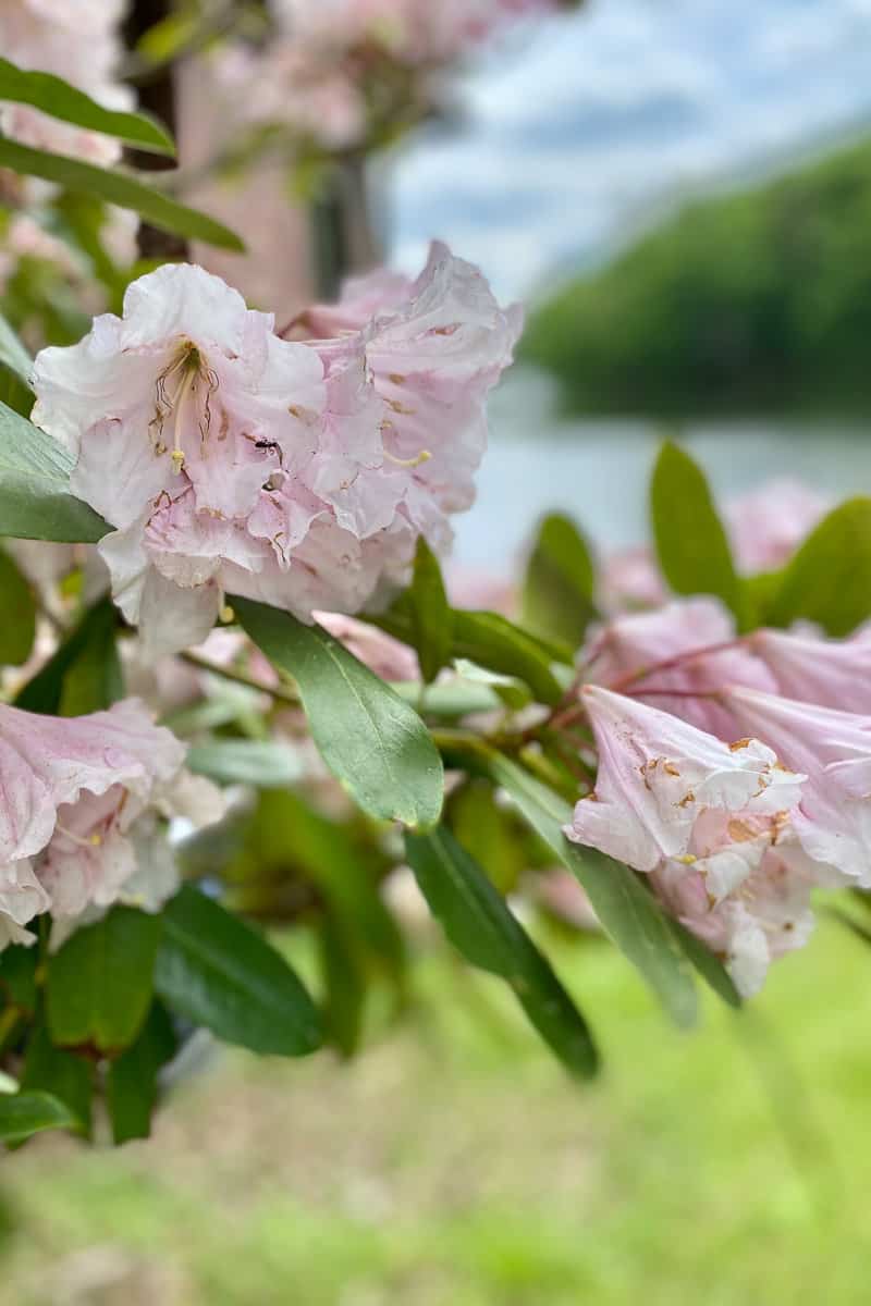 Rhododendron by the Marina.