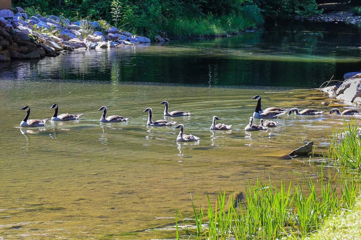 Geese in stream.